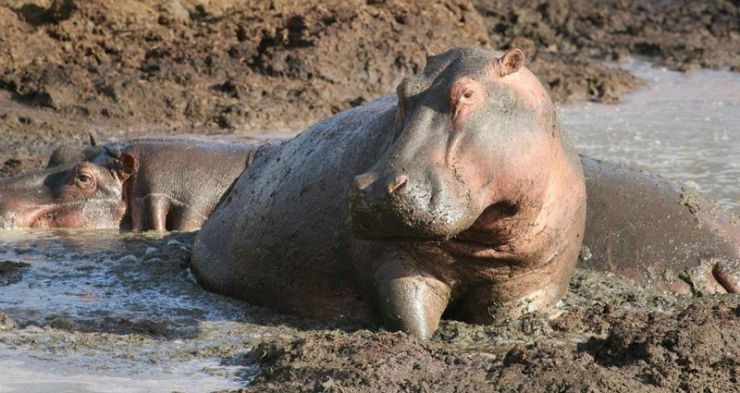 hippo.jpg